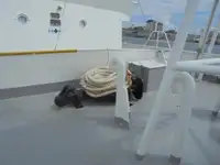 Patrol boat for sale