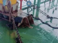 Barge for sale