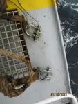 Reefer ship for sale